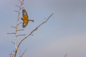 A beautiful animal portrait of a songbird in flight, the bird has their wings fully spread as they are banking during a turn