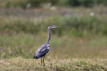 A beautiful Grey Heron that has landed at the edge of a lake
