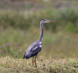 A beautiful Grey Heron that has landed at the edge of a lake