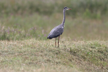 A beautiful Grey Heron that has landed at the edge of a lake