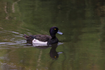 A male Tufted Duck on a lake, their reflection can be seen in the water