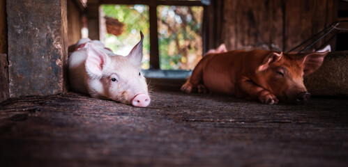 A portrait of a cute small piglet cute newborn flop on the pig farm with other piglets.Pig Breeding...