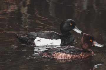 A male and female Tufted Duck on the water of a lake
