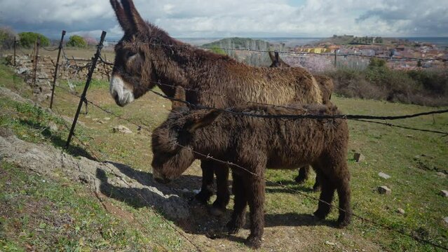 Side view baby donkey standing in sunshine with mother pet as Caucasian woman passing tree branch to animal. Satisfied happy farm animal eating delicious treat