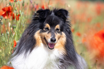 Beautiful shetland sheepdog, little lassie dog sitting in the blooming red poppy slope field. Cute black and white small sheltie, collie pet dog outside with background of poppies field and blue sky