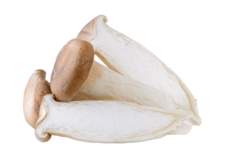 oyster mushrooms on transparent png