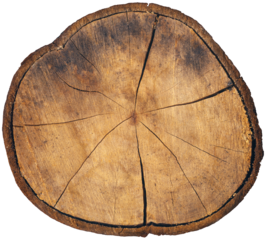 Closeup of a cross section of a tree trunk isolated on white or transparent background, high resolution, photography. Png.
