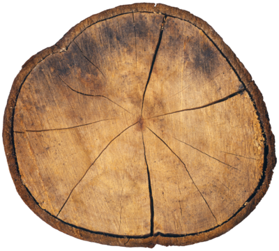 Closeup of a cross section of a tree trunk isolated on white or transparent background, high resolution, photography. Png.