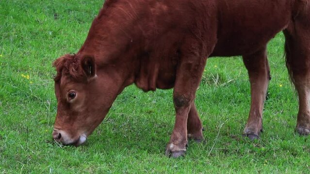 Cute cow nibbling grass on a green meadow