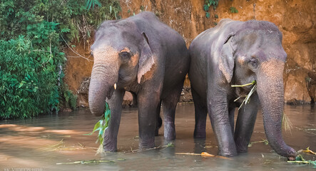 Fototapeta na wymiar Two elephants are standing close up. Zoo.