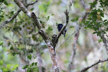 Jamaican blackbird (Nesopsar nigerrimus) ,one of Jamaican endemic species