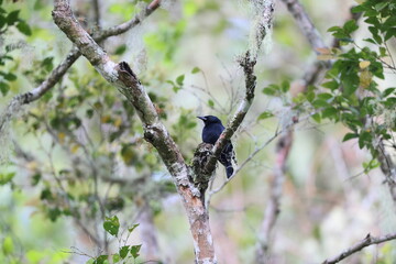 Jamaican blackbird (Nesopsar nigerrimus) ,one of Jamaican endemic species
