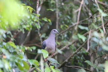 Ring-tailed pigeon (Patagioenas caribaea) , one of Jamaican endemic species
