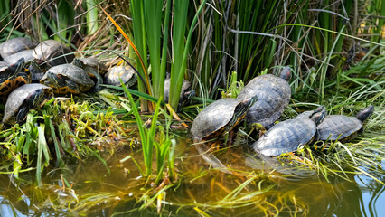 Turtles sitting on bank of green lake next to growing reeds, close-up