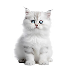 baby cat