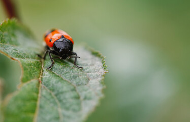 Naklejka premium Macro