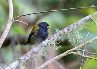 Yellow-shouldered grassquit (Loxipasser anoxanthus), one of Jamaican endemic species