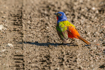 Painted Bunting