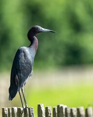 Little Blue Heron