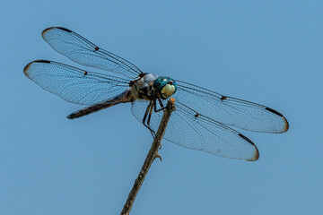 close up of dragonfly