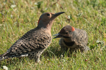 Red Bellied Woodpecker chick and Mom pecking for insects on grassy area