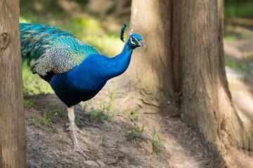 Fototapeta premium Peacock with closed tail walks slowly in national protected park illuminated by sunlight. Animal walks graciously on green land of petting zoo