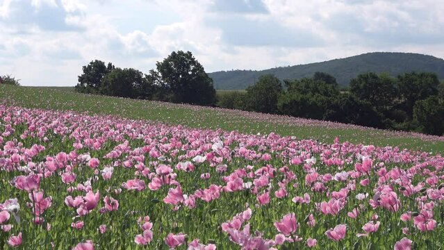 Bl&uuml;hendes Schlafmohnfeld, Papaver somniferum, Germerode, Werra-Mei&szlig;ner-Kreis, Hessen