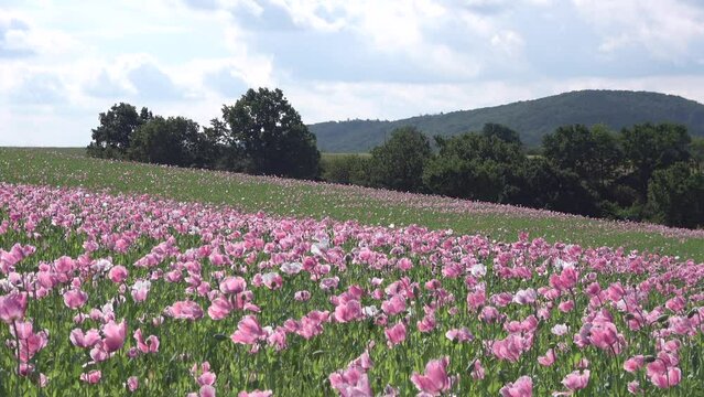 Bl&uuml;hendes Schlafmohnfeld, Papaver somniferum, Germerode, Werra-Mei&szlig;ner-Kreis, Hessen
