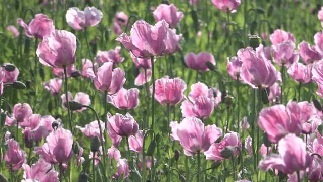 Bl&uuml;hendes Schlafmohnfeld, Papaver somniferum, Germerode, Werra-Mei&szlig;ner-Kreis, Hessen
