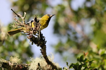Jamaican oriole (Icterus leucopteryx) , one of Jamaican endemic species