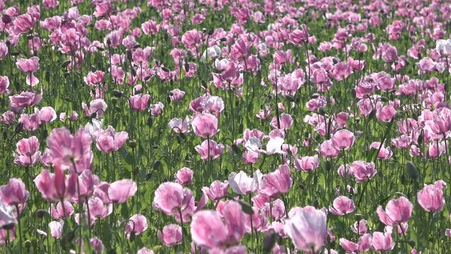 Bl&uuml;hendes Schlafmohnfeld, Papaver somniferum, Germerode, Werra-Mei&szlig;ner-Kreis, Hessen