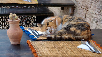 Cat sleeping on a placement in a cafe, in the Medina in Essaouira, Morocco © Angela