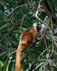 Nosy Komba, Nosy Bé