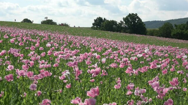 Bl&uuml;hendes Schlafmohnfeld, Papaver somniferum, Germerode, Werra-Mei&szlig;ner-Kreis, Hessen, Schwenk
