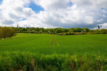 Panorama of a farmer's field with blue sky and clouds