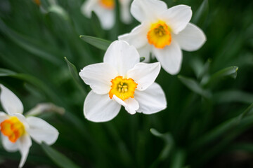 Fototapeta na wymiar White daffodils