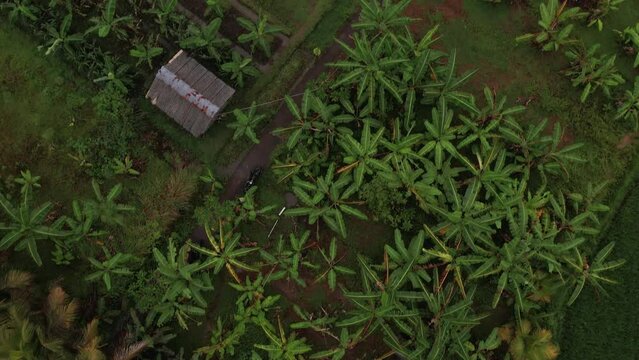 Top view drone shot flying over row of palm trees, houses and green fields. Natural landscape, rural area in Indonesia, cultivated fields and agriculture meadow