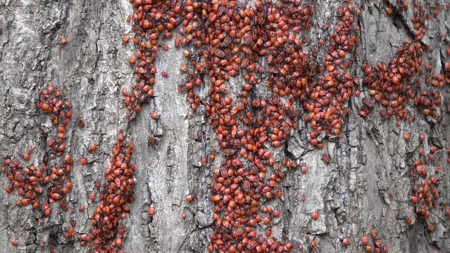 Feuerwanzenkolonie mit Nymphen an Lindenbaum, verschiedene Entwicklungsstadien der Larven, Pyrrhocoris apterus