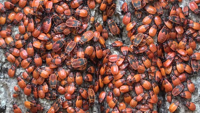 Feuerwanzenkolonie mit Nymphen an Lindenbaum, verschiedene Entwicklungsstadien der Larven, Pyrrhocoris apterus