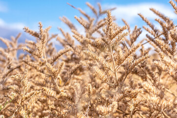 field with wild dried grass, flower and spikelets beige close up on blurred background Wilted nature and trend concept Autumn season
