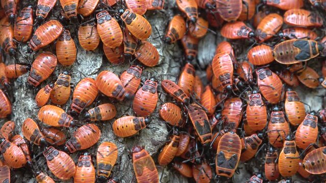 Feuerwanzenkolonie mit Nymphen an Lindenbaum, verschiedene Entwicklungsstadien der Larven, Pyrrhocoris apterus