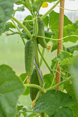 The growth and flowering of greenhouse cucumbers. Growing organic food products. Cucumber harvest. High quality photo