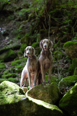 新緑と映るワイマラナーとワイマラナーロングヘアード