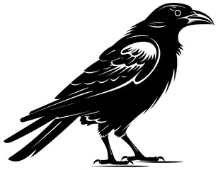 Raven Black and White