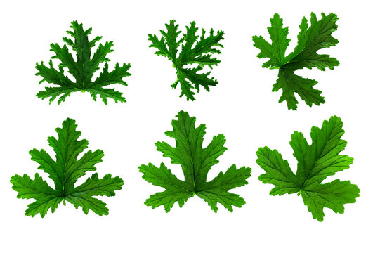 Leaves of the Citronella Geranium plant (Scent Geranium, Pelargonium) isolated on a transparent background.