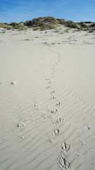 Obraz premium Spuren im Sand Baltrum
