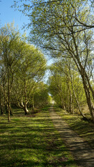 Waldweg Frühling Baltrum