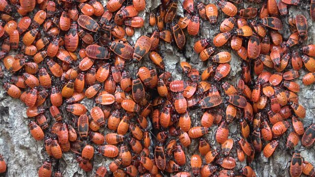 Feuerwanzenkolonie mit Nymphen an Lindenbaum, verschiedene Entwicklungsstadien der Larven, Pyrrhocoris apterus