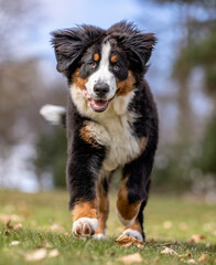 Bernese mountain dog