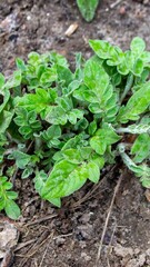 A plant with green leaves and the word green on it